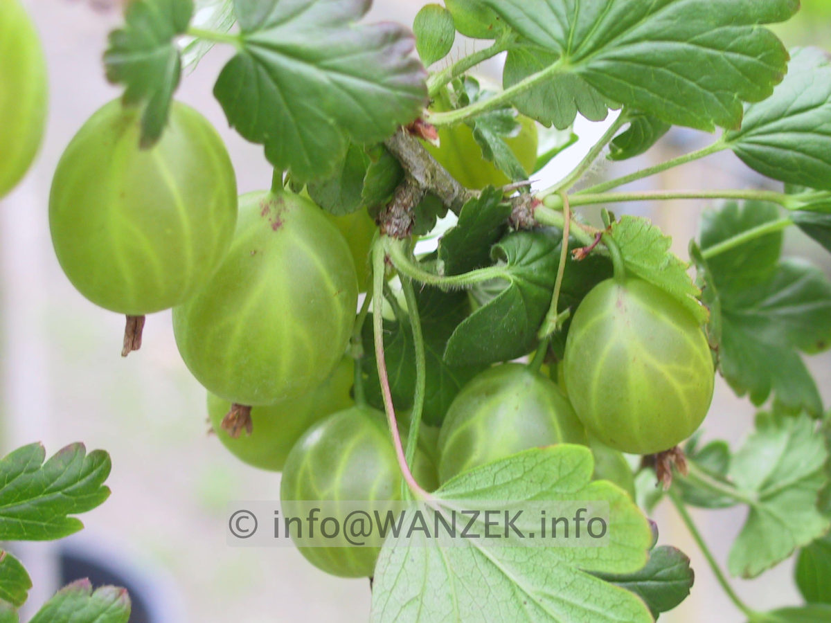 Stachelbeere Karlin 01.JPG